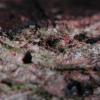 lividum