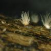 ciliata