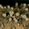 clyculiformis