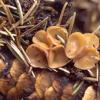 stercofringilla