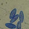 hederae