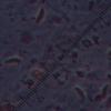 fusispora