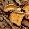 fusispora
