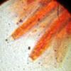 mollisiophilum