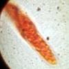 mollisiophilum