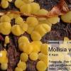 ventosa