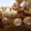 palearum