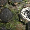 disciformis