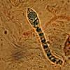 caudata