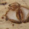 nidulum