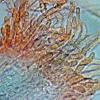 grevillei