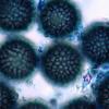 cyanosporus