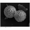 cyanosporus