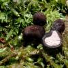 leucosporus