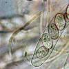 ovalispora