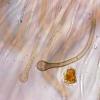 glutinosum