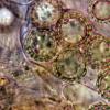 conglomeratus