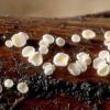 clavigerum