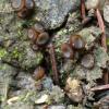 pseudogregaria