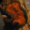 hysterinum