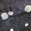 immutabilis