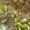 ciliata