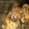 pulchra