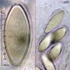pulchra
