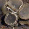 clavata