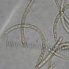 acuminatus