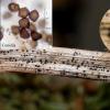 puccinioides
