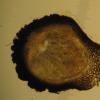 broomeiana