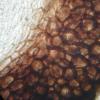 broomeiana