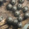 mycophila
