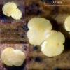 eriophori