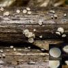 subvirgineum