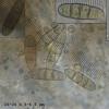 tortile