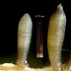 graminum