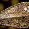phacidioides