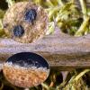 versicolor