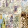 pulveracea