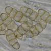 calvescens