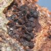 barbirostris