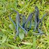nudipes