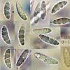 nudipes