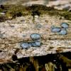 viridis