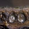 lignyota