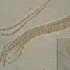 anguillides
