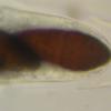 pluriseptata