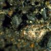 carmichaeliana